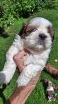 Grynakraujai Shih Tzu šuniukai