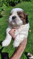 Grynakraujai Shih Tzu šuniukai