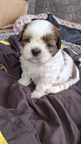 Grynakraujai Shih Tzu šuniukai
