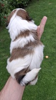 Grynakraujai Shih Tzu šuniukai