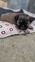 Grynakraujai Shih Tzu šuniukai