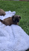 Grynakraujai Shih Tzu šuniukai
