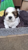 Grynakraujai Shih Tzu šuniukai