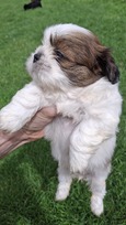 Grynakraujai Shih Tzu šuniukai