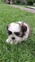 Grynakraujai Shih Tzu šuniukai