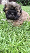 Grynakraujai Shih Tzu šuniukai