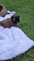 Grynakraujai Shih Tzu šuniukai
