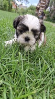 Grynakraujai Shih Tzu šuniukai
