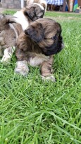 Grynakraujai Shih Tzu šuniukai