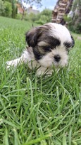 Grynakraujai Shih Tzu šuniukai
