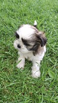Grynakraujai Shih Tzu šuniukai