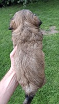 Grynakraujai Shih Tzu šuniukai