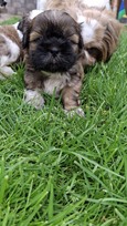 Grynakraujai Shih Tzu šuniukai