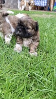 Grynakraujai Shih Tzu šuniukai
