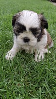 Grynakraujai Shih Tzu šuniukai