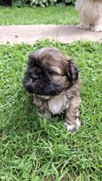 Grynakraujai Shih Tzu šuniukai