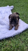 Grynakraujai Shih Tzu šuniukai