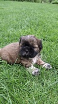 Grynakraujai Shih Tzu šuniukai