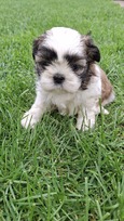 Grynakraujai Shih Tzu šuniukai