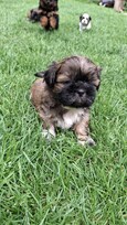 Grynakraujai Shih Tzu šuniukai