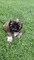 Grynakraujai Shih Tzu šuniukai