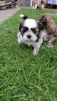 Grynakraujai Shih Tzu šuniukai
