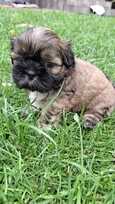 Grynakraujai Shih Tzu šuniukai