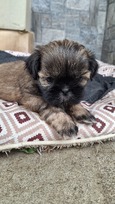 Grynakraujai Shih Tzu šuniukai