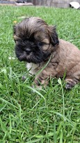 Grynakraujai Shih Tzu šuniukai