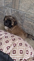 Grynakraujai Shih Tzu šuniukai