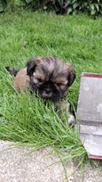 Grynakraujai Shih Tzu šuniukai