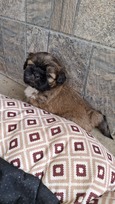 Grynakraujai Shih Tzu šuniukai