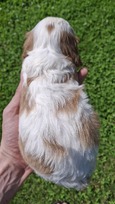 Grynakraujai Kavalieriaus Karaliaus Karolio spanielių šuniukai.
