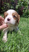 Grynakraujai Kavalieriaus Karaliaus Karolio spanielių šuniukai.