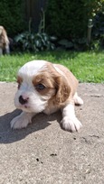 Grynakraujai Kavalieriaus Karaliaus Karolio spanielių šuniukai.