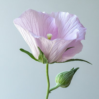 Nathia Intymios higienos prausimosi putos, 200ml